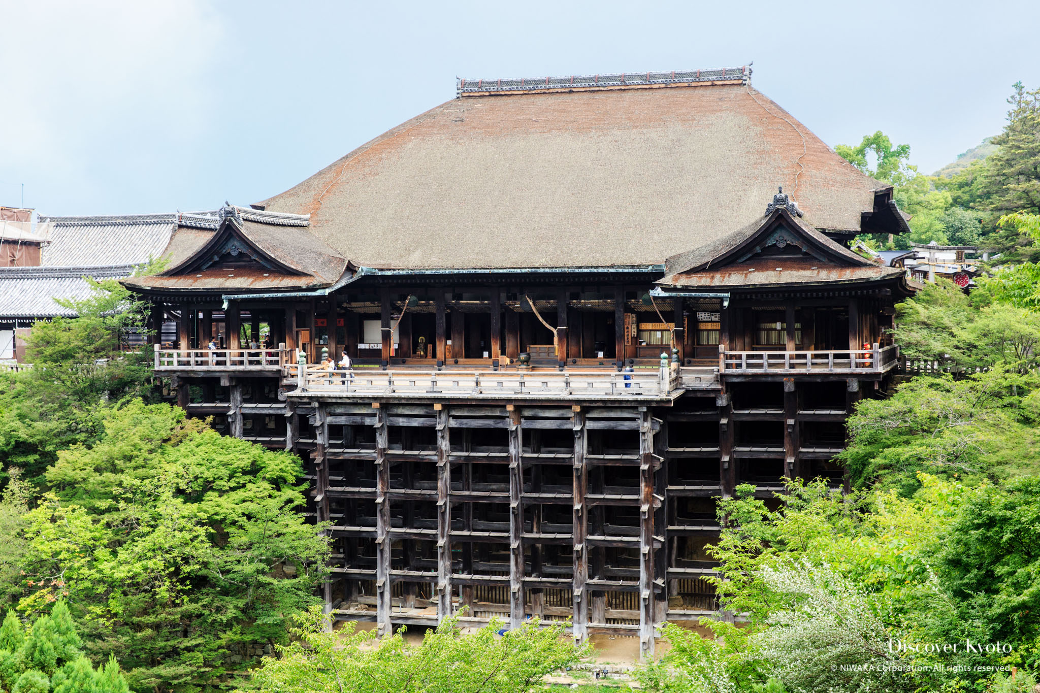 Kyoto sweet +18